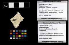 Foto (Objekt + Etiketten) von ? Brachyura indet. 